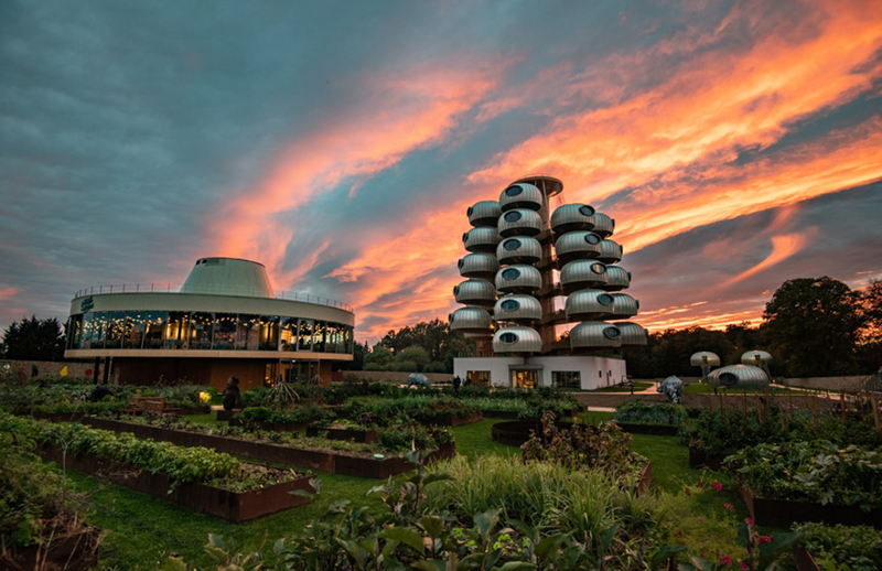 越看越像樹葡萄，但一點都不“土味”